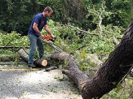 Why Choose Our Tree Removal Services in Glen Ellen, CA?