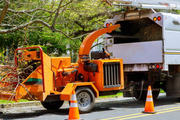 Best Leaf Removal  in Glen Ellen, CA