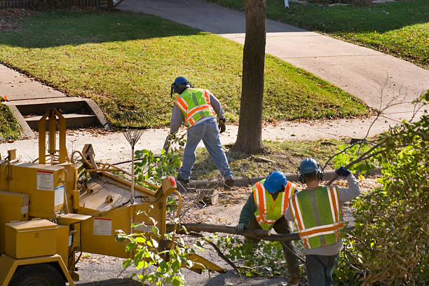 Best Tree Risk Assessment  in Glen Ellen, CA