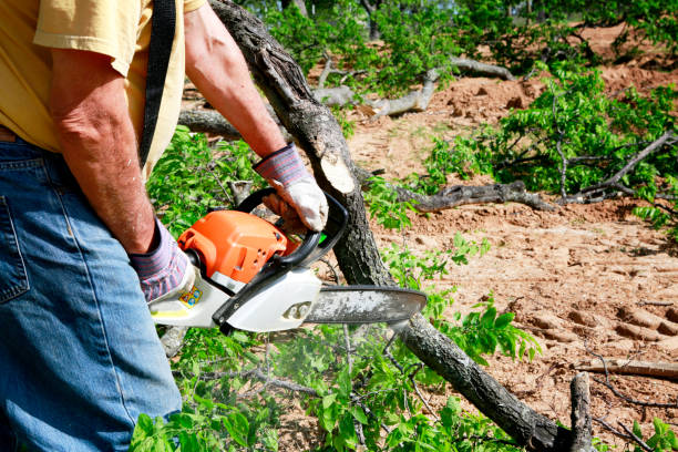 Tree and Shrub Care in Glen Ellen, CA